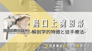 烏口上腕靭帯の解剖学的特徴と徒手療法