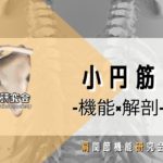 小円筋の解剖学的特徴