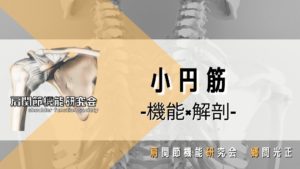 小円筋の解剖学的特徴