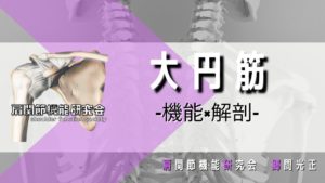 大円筋の解剖学的特徴