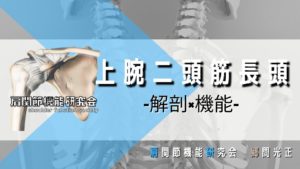 上腕二頭筋長頭の解剖学的特徴