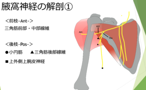 腋窩神経〜解剖〜 | 肩関節機能研究会(肩研)