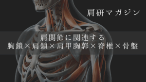 肩関節に関連する胸鎖×肩鎖×肩甲胸郭×脊椎×骨盤